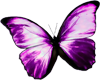 *LL Butterfly