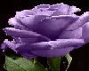 Purple Roses Tail