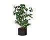 UC black style plant