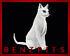 WHITE CAT    /PETS