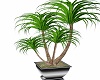 Steel Potted Dracena 5