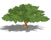 animated tree