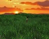 Twilight Long Grass