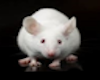 White Mouse