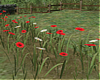 T- Poppies and Daisies