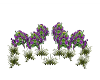 Purple Violets n Grass