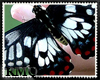 [RMQ]Whit &Blk Butterfly