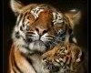 tiger love