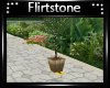 ! Stone Plant