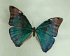 T- Butterfly blue anim.