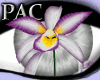 *PAC* Orchid 1