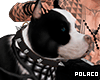 PitBull Pet & Avatar