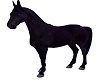 Pferd schwarz