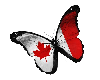 Canada Flag Butterfly