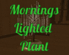 Mornings Lighted Plant