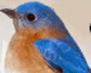 𝐼𝑧,BlueBird
