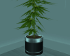 Weed Plant