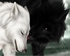 The Black and White wolf