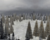 Winter forest w/snow