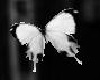 Blk/White Butterflies