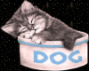 Kitten naps in dog dish