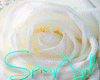 [SX]Valentine White Rose