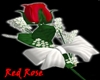 [wayu]Red Rose Valentine