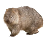 Wombat poster