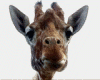 Animated Giraffe Sticker