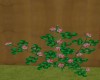 Lady silvia roses
