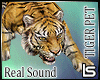 LS*Bengal Tiger