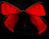 Butterflie carpet red
