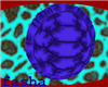 (F) Blue Roshi Shell