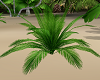 Tropical plant #1