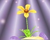 Pacis*Nuzy Flower :3