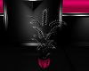 EXOTICA PLANT