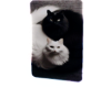 cat White and black