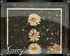 [X] Daisies | Picture