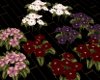 [FtP] Primrose flowers