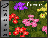 *Jah* Primrose Flowers