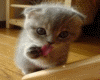cute kitten