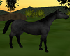 Scary Black Horse Pet