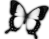 ~TK~ white butterfly 2