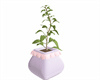 drv cute potted plants
