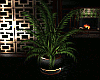 Elite Potted Plant