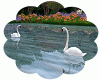 White Swan Lovers