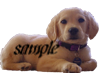 Cute Puppy Sticker !!