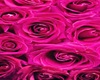 pink rose dress
