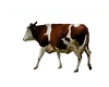 Animals-Cow 2