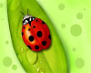 Ladybug Rug